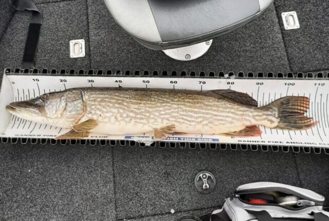 pike