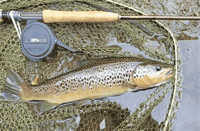 Wild brown trout fishing on the river Liffey