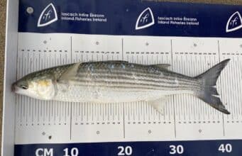First ever Golden Grey for young angler Sean Ward measures up to specimen size