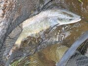 Great Fishing on the Munster Blackwater, plenty of bigger fish about salmon