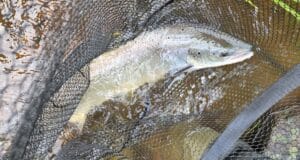 salmon