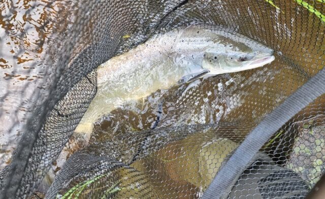 salmon