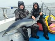 Sharks and more in Galway Bay