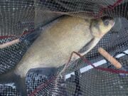 Great bream fishing for IASCaire Feeder Fishing Club