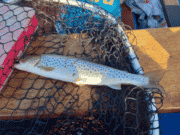 Moy Estuary produces some nice sea trout