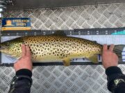 3 predator species. All in a day’s fishing for Connacht Predator Anglers!