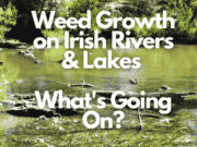 New Episode of Ireland on the Fly: Weed Growth on Irish Rivers & Lakes — What’s Going On?