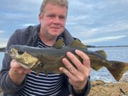Bass and pollack from Galway Bay