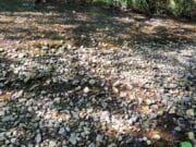 Anglers asked to voluntarily stop using ‘keep nets’ during heatwave conditions Low water levels on Owendoher River in Dublin