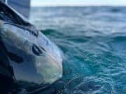 Bluefin tuna Bonanza continues in the Northwest