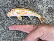 Unusual catch for east coast angler
