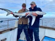 Good pollack fishing in west Clare, with some sharking sport too