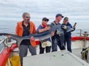 Great shark fishing reported from Union Hall’s Loch an Iasc Blue Shark