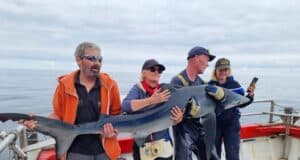 Great shark fishing reported from Union Hall’s Loch an Iasc Blue Shark