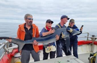 Blue Shark