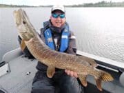The good results continue for Sébastien and his clients in Roscommon A nice Roscommon pike, Ireland