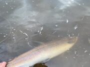 Very low water on the Moy and few salmon reported salmon release moy