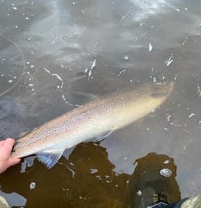 salmon release moy