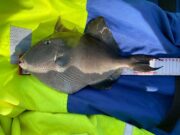 Irish Angling Update 🎣 23 September 2022 trigger fish