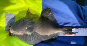 trigger fish