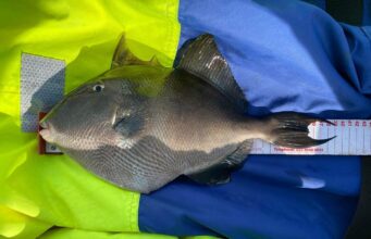 Irish Angling Update 🎣 23 September 2022 trigger fish