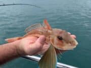 Wicklow Boat Charter; September wreck fishing, specimen tope and bass review Tub gurnard