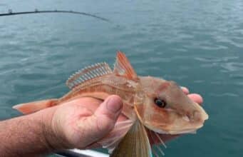 Tub gurnard