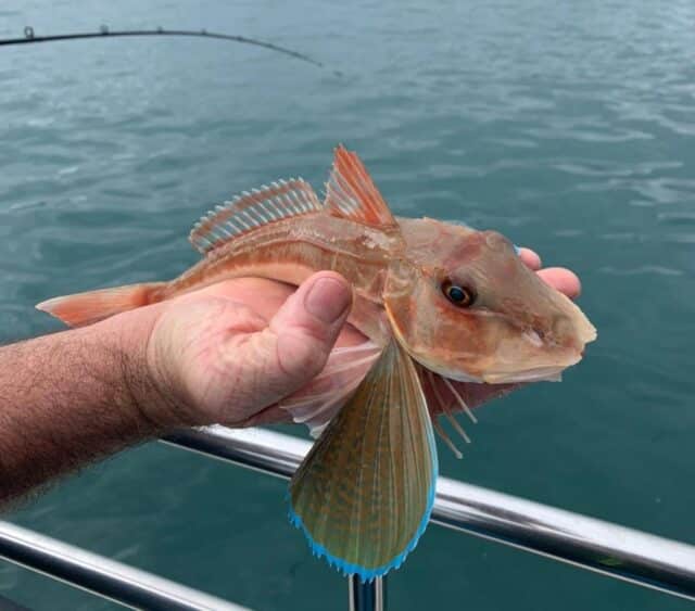 Tub gurnard