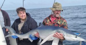 Belting blue shark fishing for anglers in Courtmacsherry
