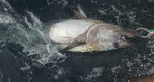 More BFT action reported from the Northwest