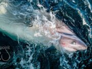 Super 6-Gill Shark video from Carrigaholt Sea Angling