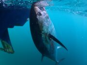 Bluefin tuna fishing still in full swing in Donegal Bay