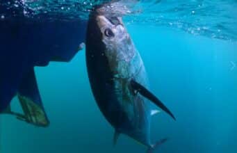 Bluefin tuna fishing still in full swing in Donegal Bay