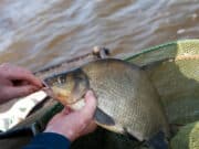 Cootehill Angling Festival reaches milestone 40th event