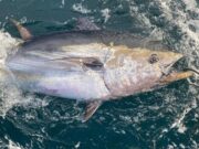 Sligo Boat Charters 100% record on bluefin this season Bluefin tuna, Sligo