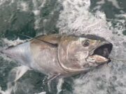 Good start to October for tuna boats in Donegal Bay