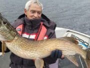 Good pike fishing for French anglers in Killaloe Lovely fish of 1.14m