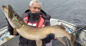 Good pike fishing for French anglers in Killaloe Lovely fish of 1.14m
