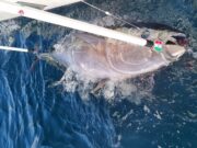 Weather kicks in as bluefin fishing kicks off in Courtmacsherry tuna