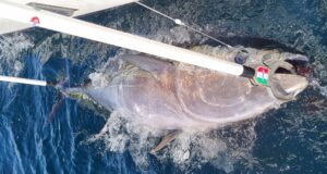 tuna