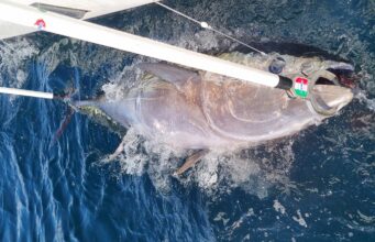 tuna