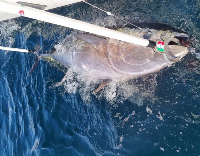 tuna