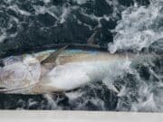 Epic tuna fishing reported from Donegal Bay!