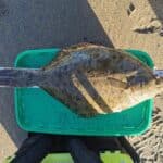 flounder