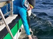 Frantic tuna action for MV Fiona Tee in Donegal Bay