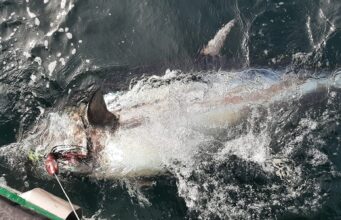 Late tuna in Donegal Bay before season closes