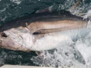 Tuna season shuts for 2022, roll on 2023.