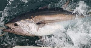 Tuna season shuts for 2022, roll on 2023.
