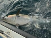 700lbs plus tuna for Killybegs Fishing Trips