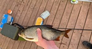 Junior angler shares some tips and tricks for success on L. Ramor